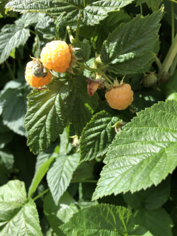 5 Thornless Yellow Raspberry Bare Root Starts