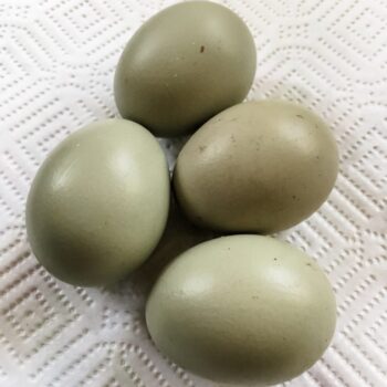 10 Olive Egger Hatching Eggs - sexed at birth by color!