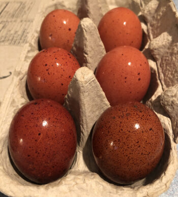 10 Black Copper Marans Hatching Eggs