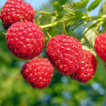 5 Thornless Red Raspberry Bare Root Start