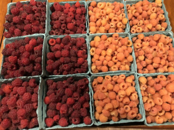 Red and Gold Raspberries