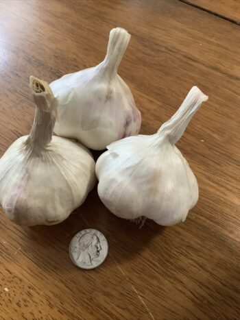 Organic garlic