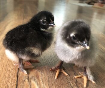 10 Black Copper Marans Hatching Eggs - Image 2