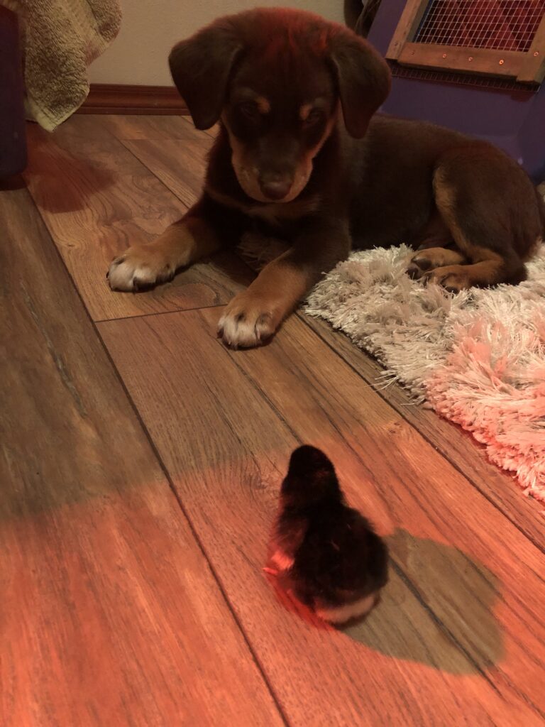 puppy and chick