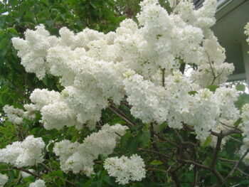 3 White, 3 Purple Lilac Saplings