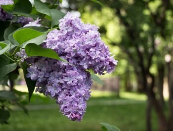 3 Purple Lilac Saplings