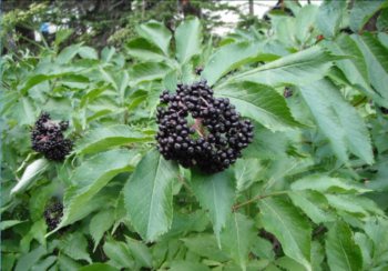 Blue Elderberry