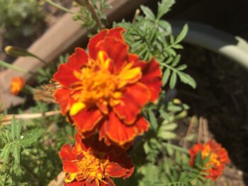 Firecracker Marigold Flower Seeds